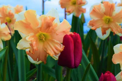 May Flowers Daffodils Tulip Red Peach Orange