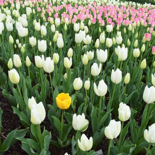 May Flowers Yellow Pink White Tulips Tulip Field