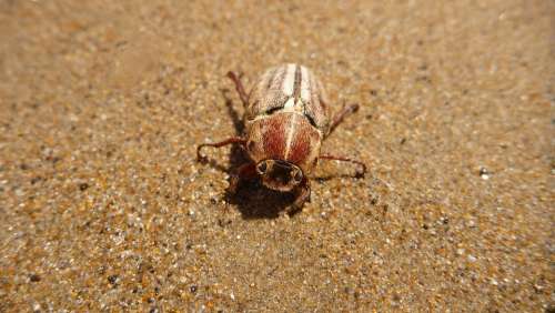 Maybug Beetle Beach Sand Macro Insect The Beetle