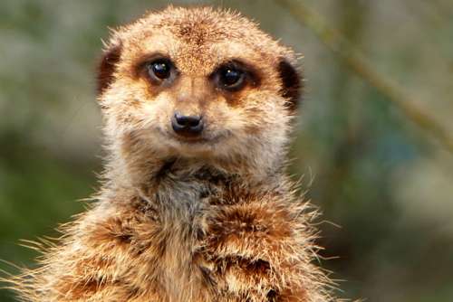 Meerkat Zoo Animals Mammal Cute Animal World