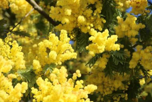 Mimosa Flower May Spring Provence Fragrant