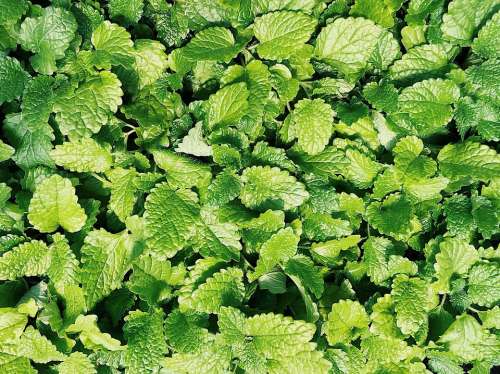 Mint Herb Plant Spearmint Leaves Green Fresh