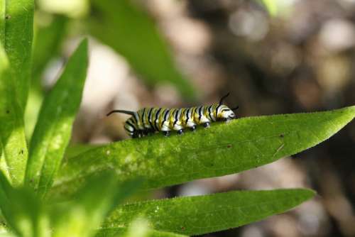 Monarch Caterpillar Monarch Caterpillar Milkweed