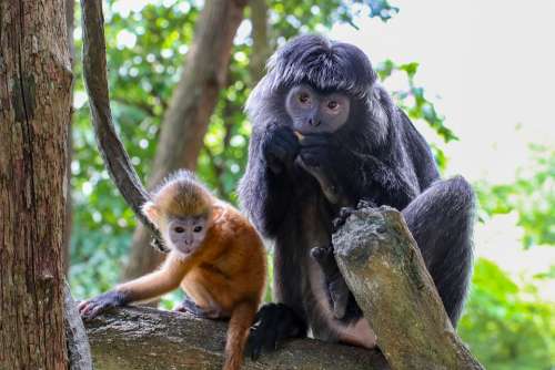 Monkey Family Young Mother Baby Hairy Primates