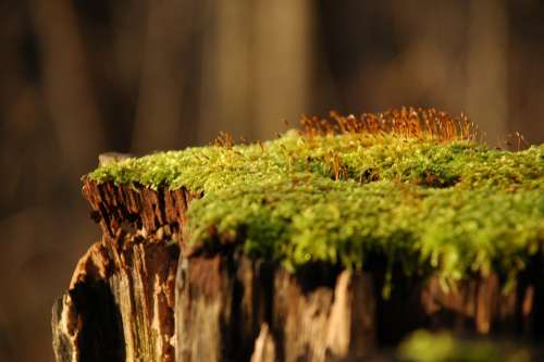 Moss Forest Stump Wood