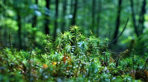 Moss Wet Forest Soil Green Landscape Vegetable