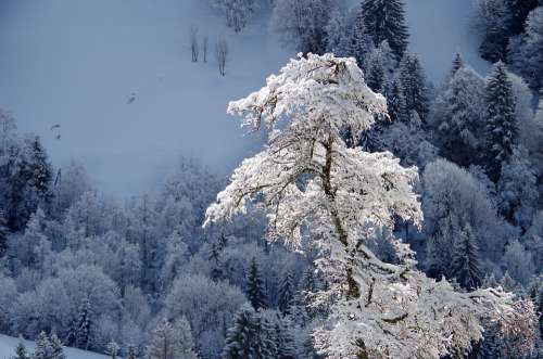 Mountain Snow Winter Nature Cold Tree
