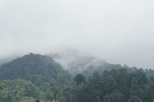 Mountains The Forests Nature Tree Travel Green Pa