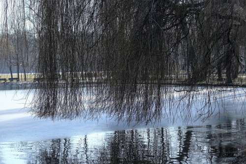 Munich Park Lake Tree Aesthetic Coloring Water