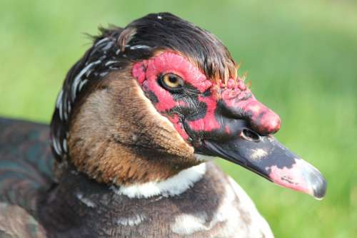 Muscovy Duck Bird Waterfowl Head