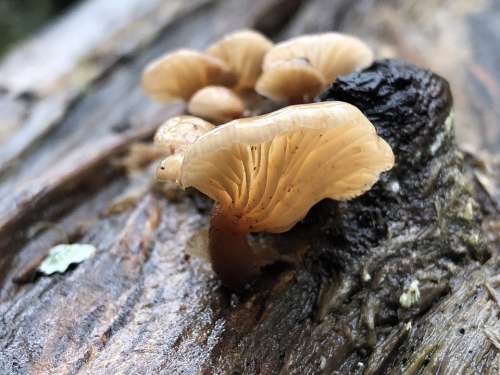 Mushroom Fungi Fungus Forest Nature Log Cap