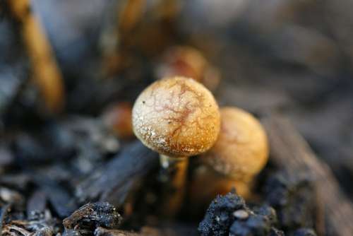 Mushroom Macro Fungus Nature Wildlife Brown