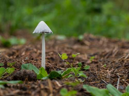 Mushroom Small Mushroom Mini Mushroom Sponge