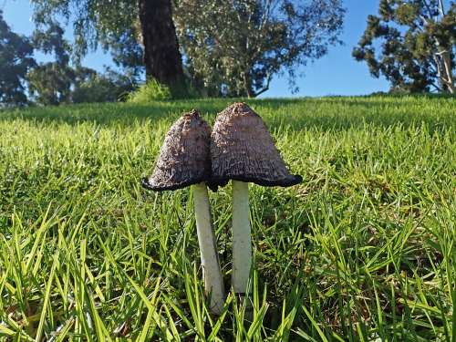 Mushrooms Fungi Ink Cap Poisonous Park Grass