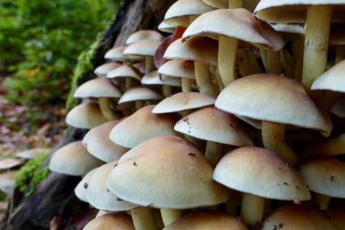 Mushrooms Forest Tree Mushroom Nature Autumn