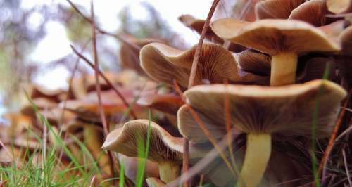 Mushrooms Soil Moss Autumn