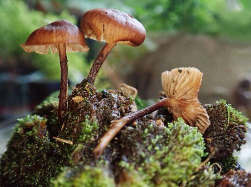 Mushrooms Fungi Moss Toadstool Garden Nature