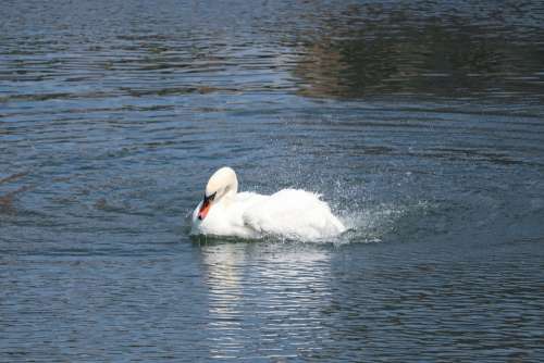 Mute Swan Swan Water Floating Bird Avian