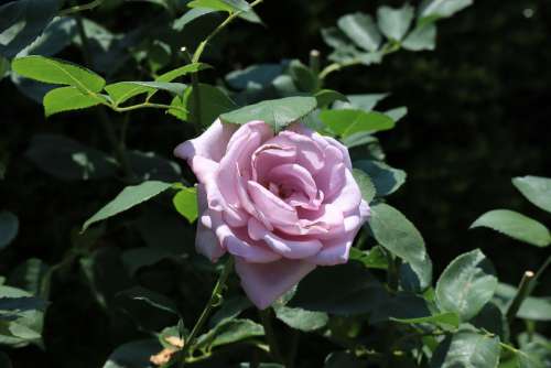 Natural Flowers Rose Purple