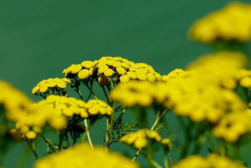 Nature Plant Wild Flowers Tansy Yellow Blossom