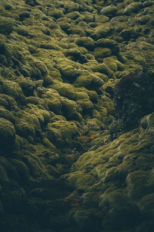 Nature Photography Iceland Moss Plant
