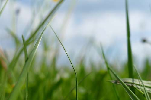 Nature Grass Green Meadow Field