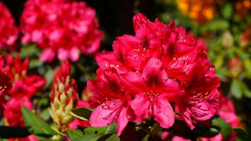 Nature Plants Flowers Rhododendron Azalea Pink