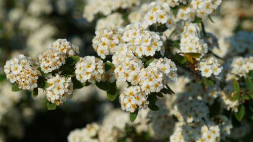 Nature Plants White Minor Flowers Blossoming