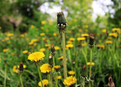 Nature Plant Spring Flowers Grass Macro Field