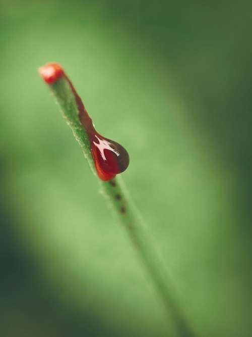 Nature Plant Blood Drop Plants Green Leaves