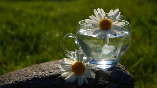 Nature Plants Flower Teacup Water White Daisy