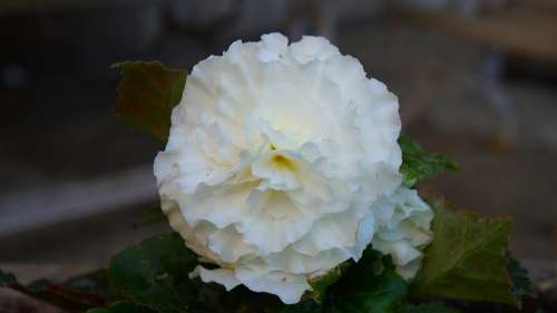 Nature Plants Flower White Garden