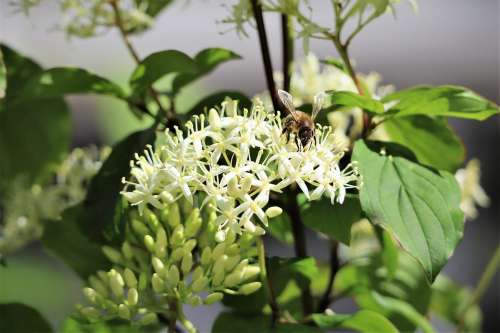 Nature Blossom Bloom White Bee Animal
