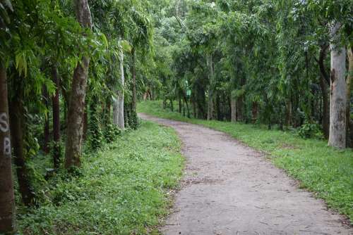 Nature Road Bard Bangladesh Cumilla Landscape