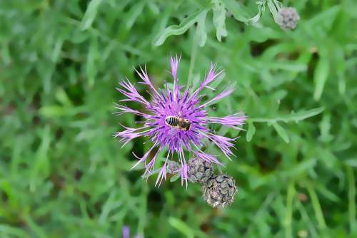 Nature Bee Plant Blossom Bloom Close Up