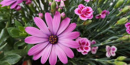 Nature Flowers Blossom Bloom Pink