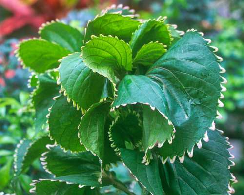 Nature Leaves Rosette Green Plant