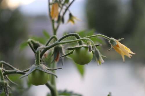 Nature Plant Tomato Yellow Flower Natural Garden