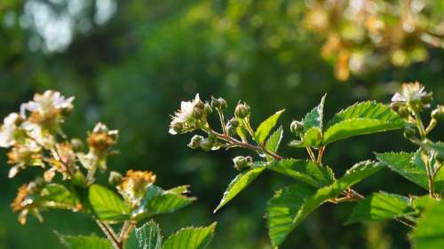 Nature Plants Flourishing Blackberry Green Garden