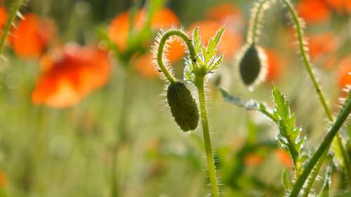 Nature Plants Poppies The Beasts Of The Field Red