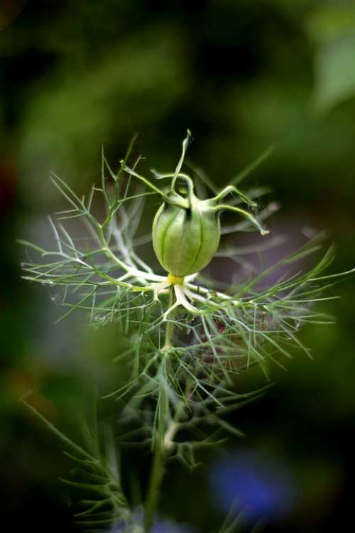 Nigella Damascena Seed Box Juffertje In Het Groen