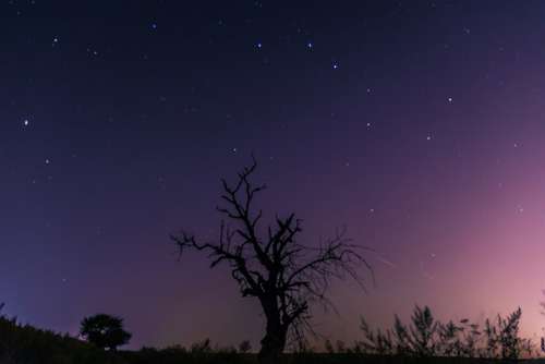 Night Sky Celebrities Lone Tree Milky Way Field