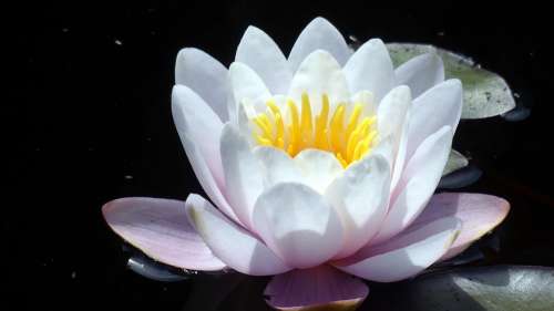 Nuphar Lutea Garden Pond Water Lily Aquatic Plant