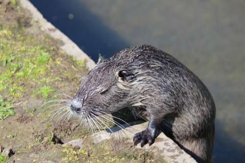 Nutria Beaver Rat Aquatic Animal Fauna Rodent