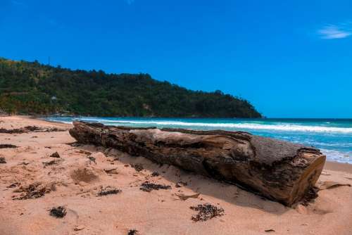 Ocean Beach Sand Waves Mountain Log Tree Trunk