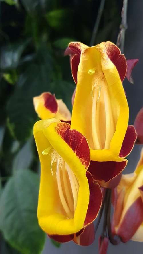 Orchid Orchid Garden Estepona Flower Bloom Yellow