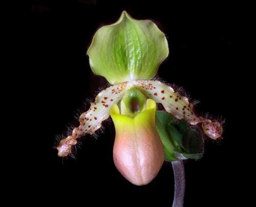 Orchid Slipper Flower Exotic Nature Plant Flora
