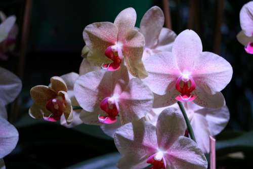 Orchid Floral Blossom Bloom Pink Exotic