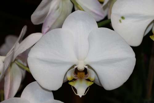 Orchid White Blossom Bloom Pure White Phalaenopsis