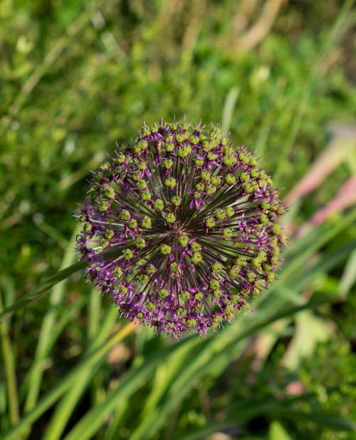 Ornamental Onion Allium Garden Plant Flower Ball